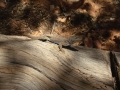 22avr_10.38 - Zion National Park.jpg